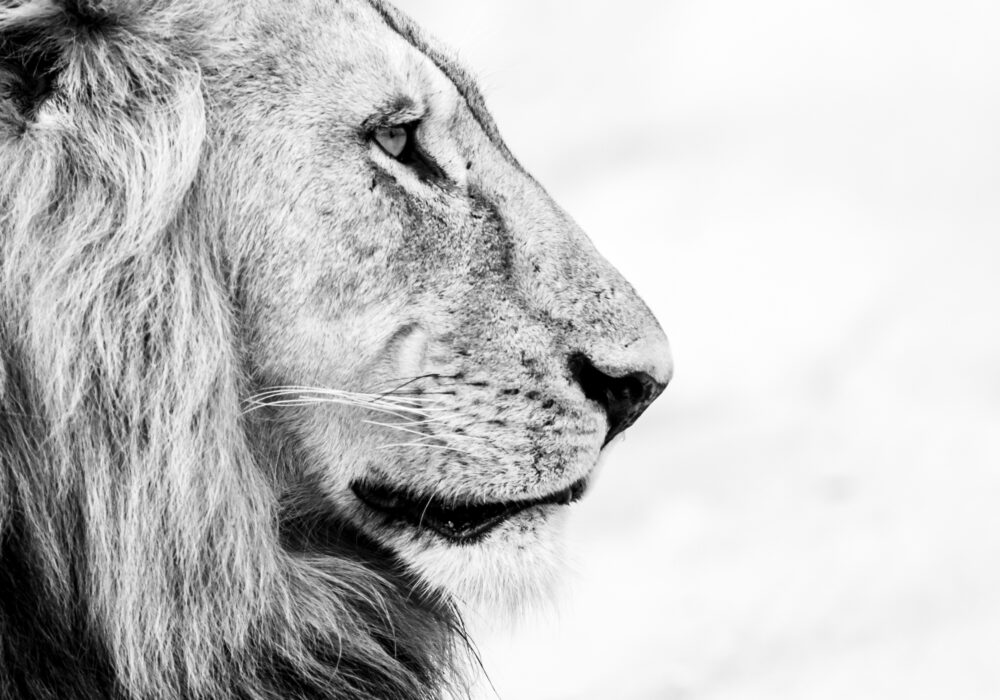 Male,Lion,Side,Profile,Portrait