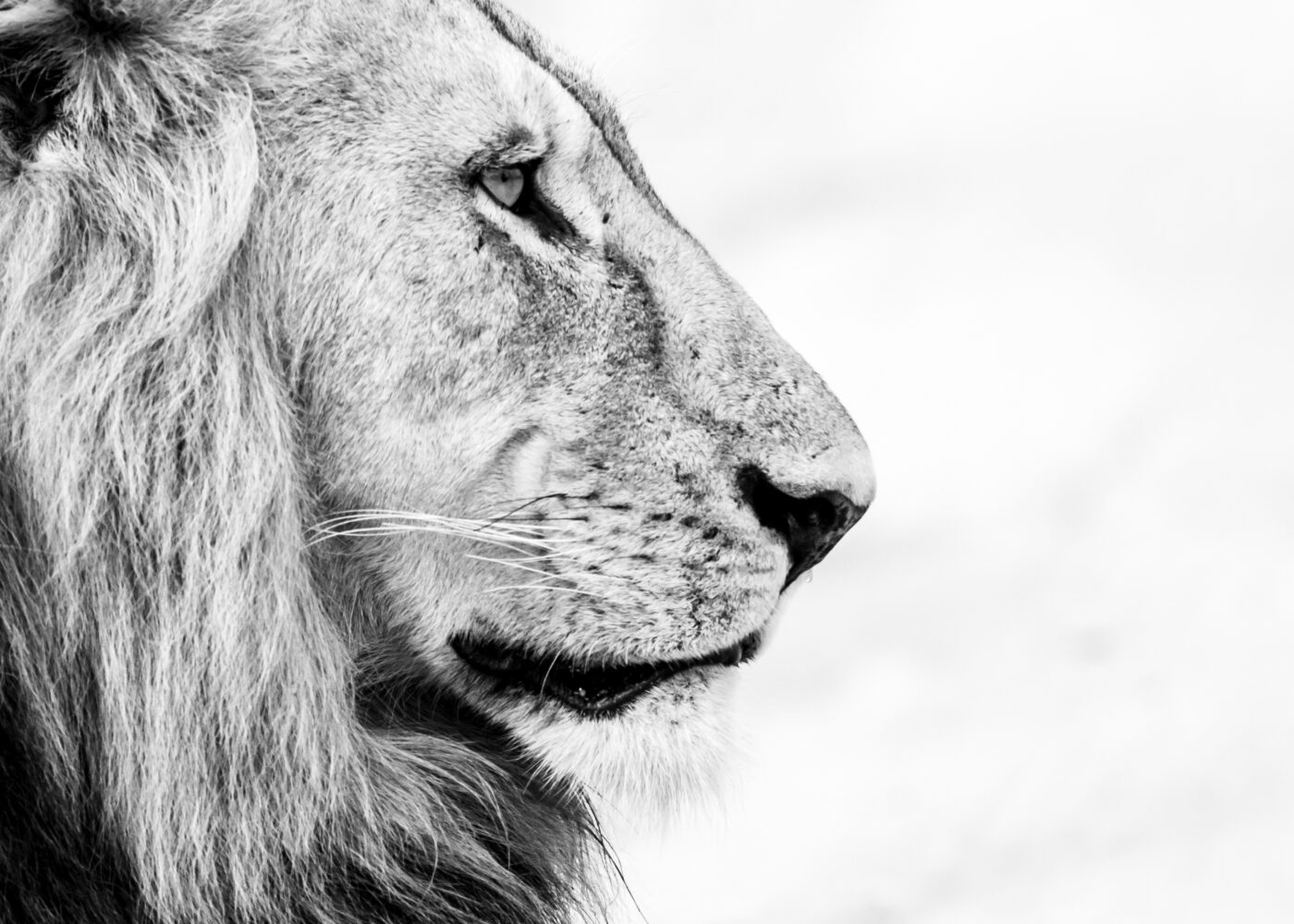 Male,Lion,Side,Profile,Portrait